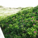 2014 Ile de Noirmoutiers Sylt (632)